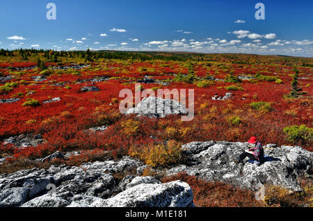 Dolly Sods Wildnis im Herbst rot West Virginia Stockfoto