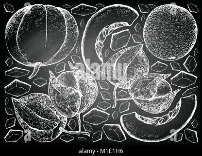 Frisches Obst, Hintergrund von Hand gezeichnete Skizze von MUSKMELON oder Melone und Muskmelon und Kap Stachelbeeren auf schwarzen Tafel. Stock Vektor