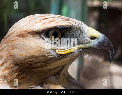 Steppe Eagle Kopf im Profil schließen Stockfoto