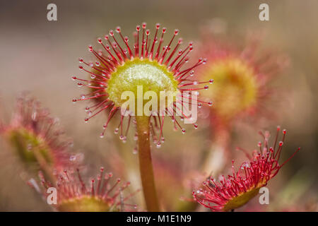 Runde Leaved Sonnentau (Drosera rotundifolia), das die klebrige Tipps verwendet, um Insekten zu fangen. Goatenbridge, Tipperary, Irland. Stockfoto