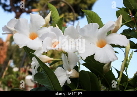 Bush weiß Mandevilla Blumen. Stockfoto