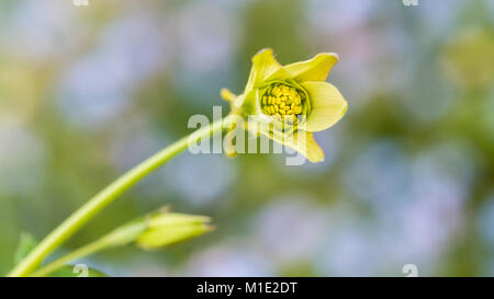 Eine Makroaufnahme einer akelei Blütenknospe vor einigen Vergiss mich nicht blüht. Stockfoto