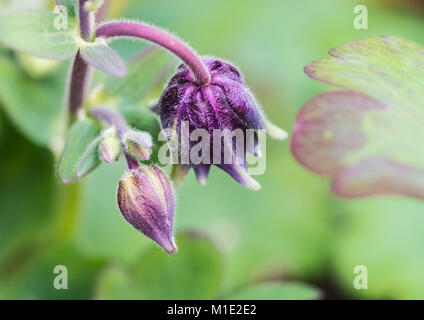 Eine Makroaufnahme von einigen lila Blütenknospen aus einer akelei Pflanze. Stockfoto