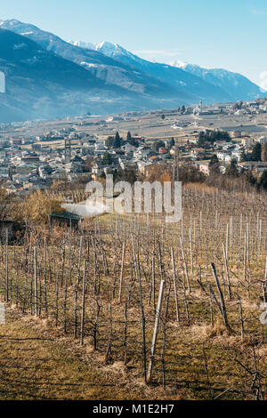 Weinberge Sondrio eine italienische Gemeinde im Herzen der Wein produzierenden Valtellina Region - Bevölkerung 20.000 Stockfoto