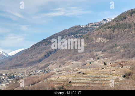 Weinberge rund um Sondrio, eine italienische Gemeinde im Herzen der Wein produzierenden Valtellina region Stockfoto