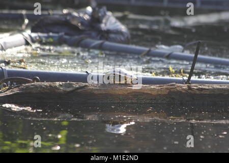 Schildkröte am Ufer eines Kanals Stockfoto