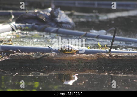 Schildkröte am Ufer eines Kanals Stockfoto