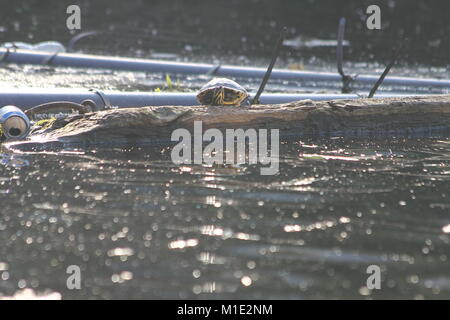 Schildkröte am Ufer eines Kanals Stockfoto