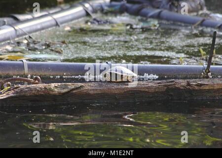 Schildkröte am Ufer eines Kanals Stockfoto