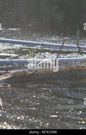 Schildkröte am Ufer eines Kanals Stockfoto