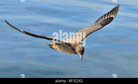 Great Skua (Catharacta Skua) während des Fluges auf blauen Ozean Wasser Hintergrund Stockfoto