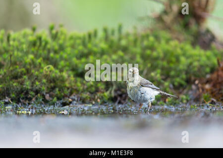 Weibliche gemeinsame Buchfink im Wasser Stockfoto