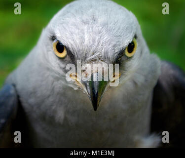 Mississippi Kite portrait Stockfoto