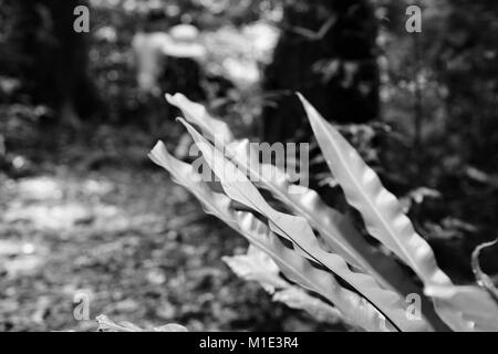 Birds Nest Farn (Asplenium) australasicum growingnear ein Waldweg, Paluma, Queensland, Australien Stockfoto