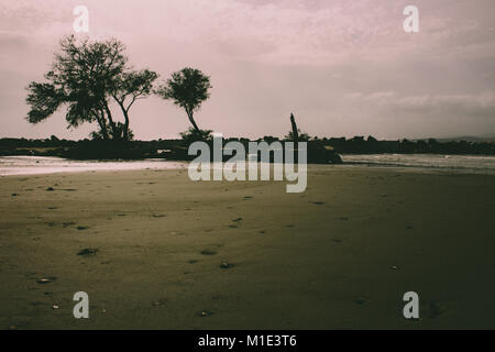 Baum. Baum am Strand während eines Sturms. Estepona, Andalusien, Spanien. Stockfoto