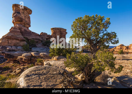 Utah Wacholder, Juniperus osteosperma, das Vorwärtskommen in der Slickrock im Big Spring Canyon Overlook im Needles District des Canyonlands National Park, Stockfoto