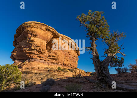 Utah Wacholder, Juniperus osteosperma, das Vorwärtskommen in der Slickrock im Big Spring Canyon Overlook im Needles District des Canyonlands National Park, Stockfoto