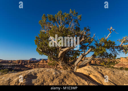 Utah Wacholder, Juniperus osteosperma, das Vorwärtskommen in der Slickrock im Big Spring Canyon Overlook im Needles District des Canyonlands National Park, Stockfoto