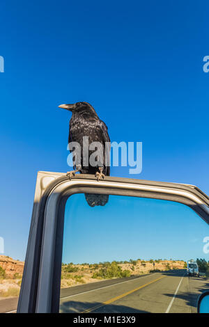 Kolkrabe, Corvus Corax, um Lebensmittel von Touristen auf des Fahrzeugs öffnen der Tür in Big Spring Canyon Overlook im Needles District von Ca Stockfoto