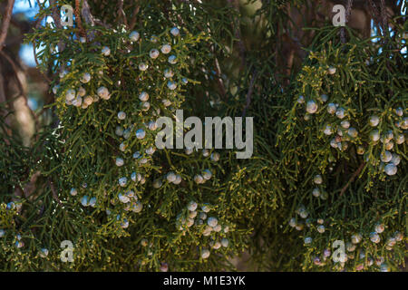 Utah Wacholder, Juniperus osteosperma, mit seinen Berry - wie Kegel in einem Garten am Besucherzentrum im Needles District des Canyonlands Nation wächst Stockfoto