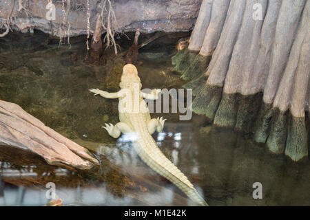 Innenansicht der Kalifornische Akademie der Wissenschaften Museum, Golden Gate Park, San Francisco, Kalifornien, USA. Stockfoto