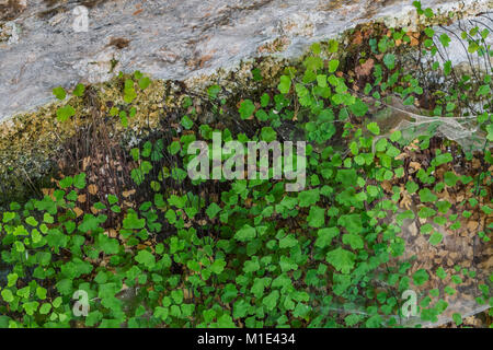 Südliche Maidenhair Fern, Adiantum capillus-Veneris, wächst in einem schattigen, feuchten Lebensraum im Cave Feder im Needles District des Canyonlands National Stockfoto