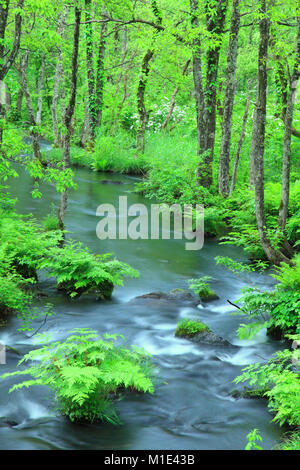 Wasser Bach im Wald, Präfektur Fukushima, Japan Stockfoto