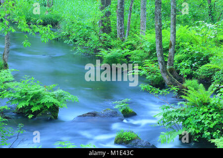 Wasser Bach im Wald, Präfektur Fukushima, Japan Stockfoto