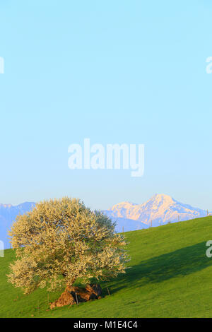 Yatsugatake Ranch, Yamanashi Präfektur, Japan Stockfoto