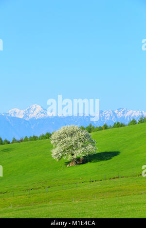 Yatsugatake Ranch, Yamanashi Präfektur, Japan Stockfoto