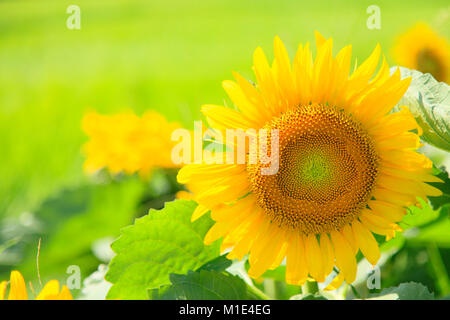 Sonnenblumenfeld, Präfektur Shizuoka, Japan Stockfoto