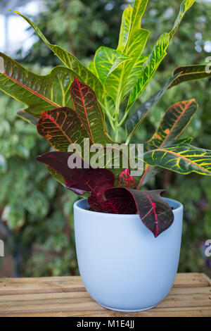 Codiaeum variegatum var. pictum "Ausgezeichnet" Stockfoto