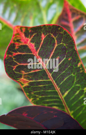 Codiaeum variegatum var. pictum "Ausgezeichnet" Stockfoto