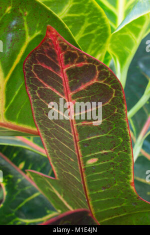 Codiaeum variegatum var. pictum "Ausgezeichnet" Stockfoto