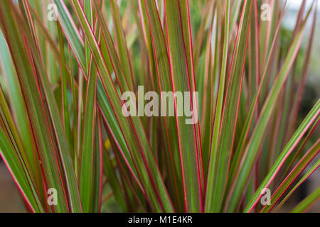 Dracaena Marginata "Tricolor" Stockfoto