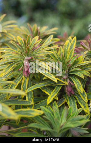 Euphorbia X martinii "Ascot Regenbogen" Stockfoto