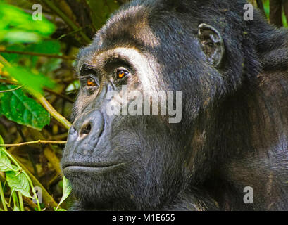 Silverback Mountain Gorilla Impenerable im Bwindi Nationalpark in Uganda. Stockfoto