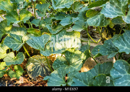 Kent Kürbisse wachsen im Garten Gemüsegarten Stockfoto