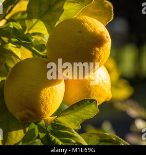 Zitronen wachsen auf einem Hinterhof Baum am späten Nachmittag Licht Stockfoto