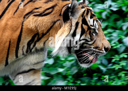 Single Sumatra Tiger in zoologischen Garten Stockfoto