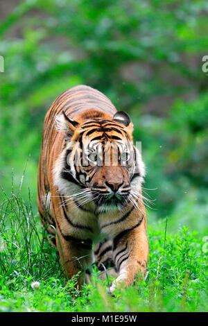 Single Sumatra Tiger in zoologischen Garten Stockfoto