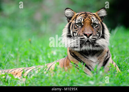 Single Sumatra Tiger in zoologischen Garten Stockfoto