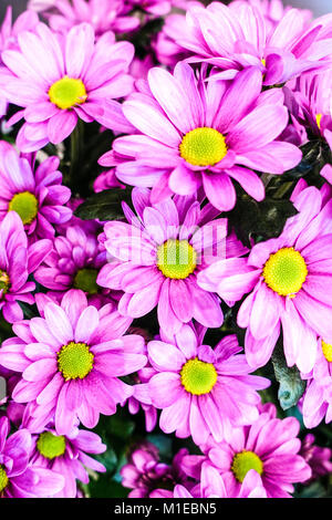 Rosa Chrysanthemen Stockfoto