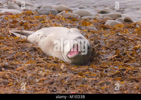 Junger Elefant Dichtung, Relaxen am Strand Stockfoto