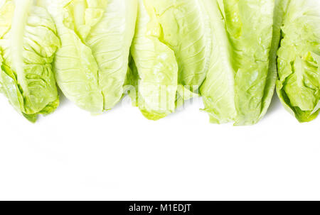 Baby Römischer Salat Rahmen. Stockfoto