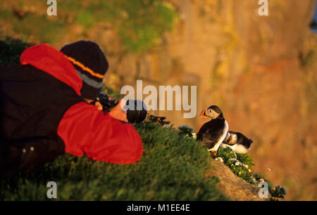 Island. In der Nähe von Breidavik, Breithavik. Die Westfjorde. Latrabjarg Halbinsel. Papageitaucher (Fratercula arctica). Fotograf Frans Lemmens nimmt Close-up. Stockfoto