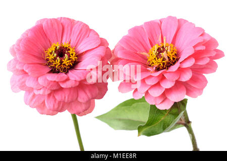 Zinnia elegans Stockfoto