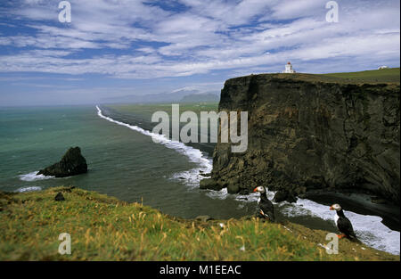 Island. Vik. Die felsigen Plateau Dyrholaey. Leuchtturm. Papageitaucher (Fratercula arctica) auf einer Klippe. Stockfoto