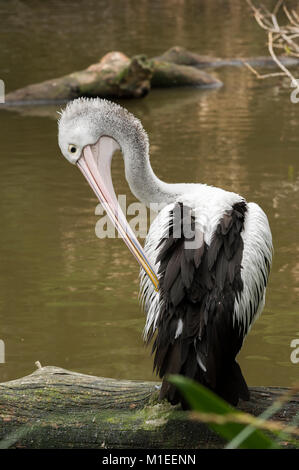 Schöne pelican hocken auf einem Baumstamm im Wasser. Stockfoto