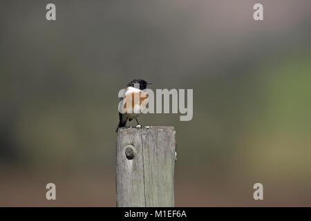 Gemeinsame schwarzkehlchen Saxicola torquata männlichen auf Zaun Pfosten in der Nähe von Castro Verde Alentejo Portugal Stockfoto